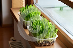 Young green barley grass growing at home
