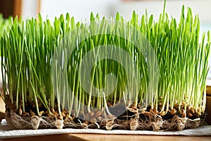 Young green barley grass growing at home near the window