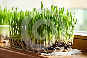 Young green barley grass growing in soil