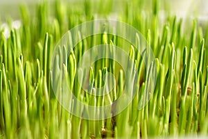 Young green barley grass growing in soil