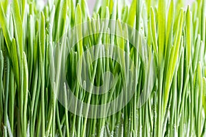 Young green barley grass growing in soil