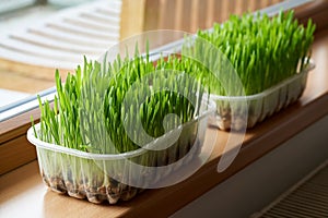 Young green barley grass growing in soil at the windowsill