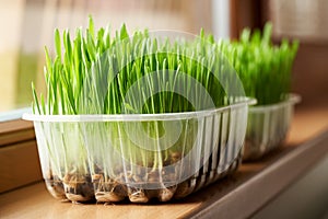 Young green barley grass growing on the windowsill. Healthy nutritional supplement