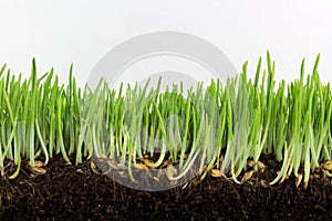 Young green barley with seeds and roots photo