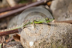 Young green basilisk in Costa rica