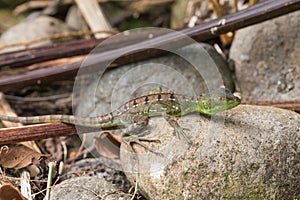 Young green basilisk in Costa rica