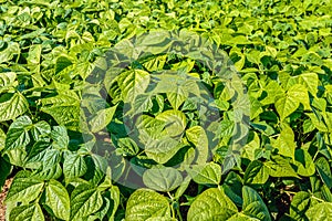 Young Green Bean plants in a sunny field