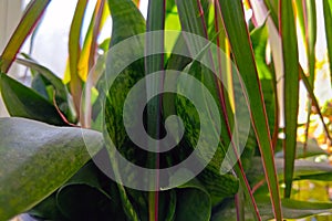 Young green beautiful leaves of home flowers and plants, background. Selective focus