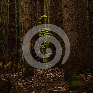 Young green beech leaves between old tree trunks in a dark forest, copy space