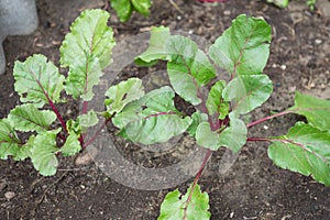 Young green beetroot plants. Beetroot growing. Organic beet roots growing