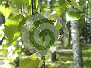 young green birch leaf on a sunny spring day