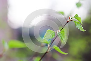 Young green birch leaves. First shoots on branches