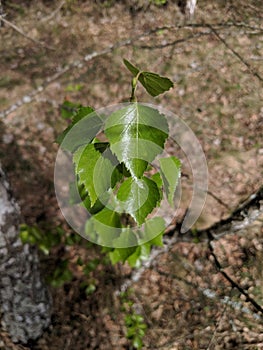 Young green birch tree