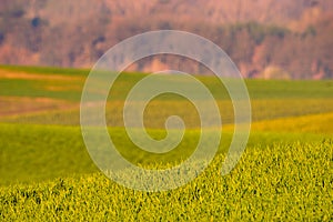 Young, green blades of grain against a blurred green field