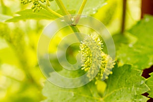 Young green blooming vine flower on blurred farm background