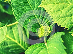 Young green blossoms of white hydrangea with large green leaves.