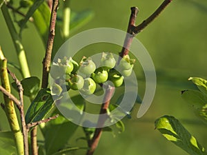 Young green blueberry fruits on branches