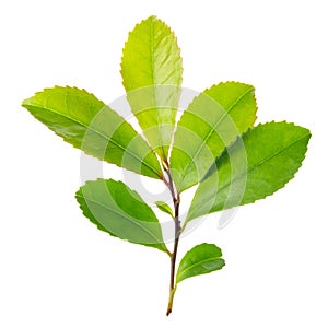 Young green branch isolated on white background, close up