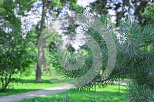 Young green branch of a pine tree in a city park, horizontal photography