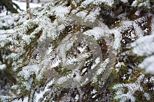 Young green branches of a Christmas tree, spruce with small thorns under white snow in December.