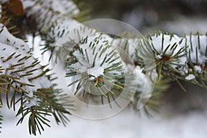 Young green branches of a Christmas tree, spruce with small thorns under white snow in December.