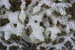 Young green branches of a Christmas tree, spruce with small thorns under white snow in December.