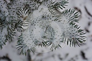 Young green branches of a Christmas tree, spruce with small thorns under white snow in December.