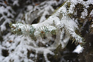 Young green branches of a Christmas tree, spruce with small thorns under white snow in December.