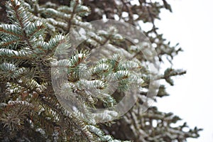 Young green branches of a Christmas tree, spruce with small thorns under white snow in December.