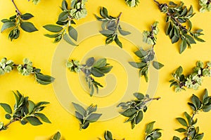 Young green branches of an elm tree on a yellow background, spring pattern