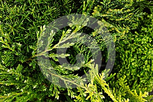 Young green branches thuya and junipers macro top view background.