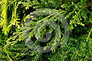 Young green branches thuya and junipers macro top view background.