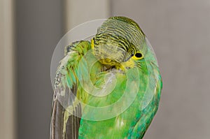 Young green budgerigar cleaning its feathers