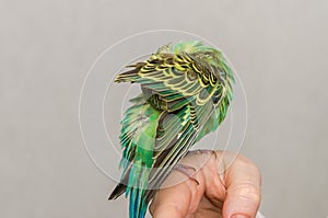 Young green budgerigar cleaning its feathers