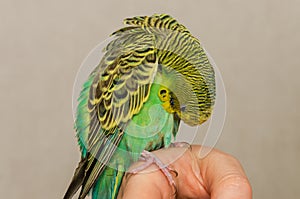 Young green budgerigar cleaning its feathers