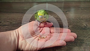 Young green budgerigar eats from a hand