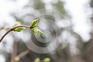 Giovane verde mini cuffie sul un albero primavera dettagliato 