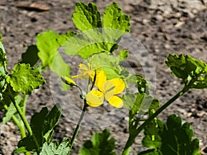 Young green buds and yellow flowers of celandine in spring. The Latin name of the plant is Chelidonium L. The concept of