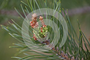 Young green bump on pine branch. Close-up of small green pine cone on background of green conifers, Pinus sylvestris