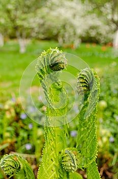 Young green burgeon ferns in yard