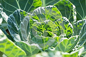 young green bushes of cabbage closeup