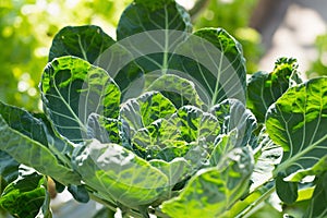 young green bushes of cabbage closeup