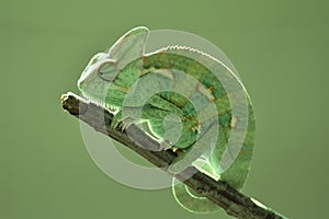 Young green chameleon on the twig