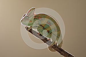 Young green chameleon on the twig