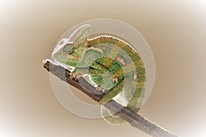 Young green chameleon on the twig