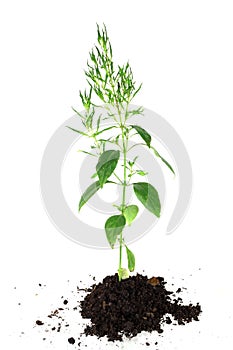 Young green chiretta