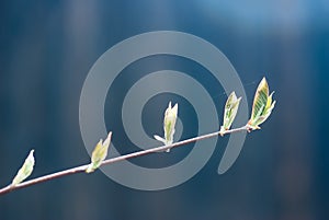 Young Green Choke Cherry Leaves with Blue Background