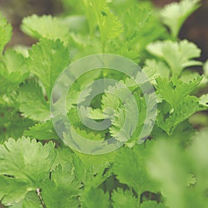 Young green cilantro in the garden. Organic greens.