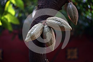 Young Green Cocoa Fruit Hanging On Tree Trunk