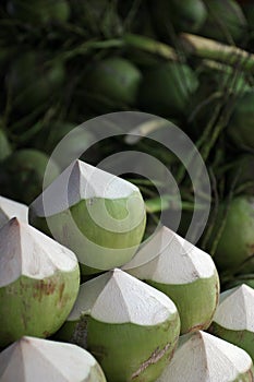 Young Green Coconuts